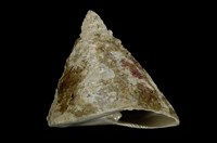 藏品(銀塔鐘螺)的圖片